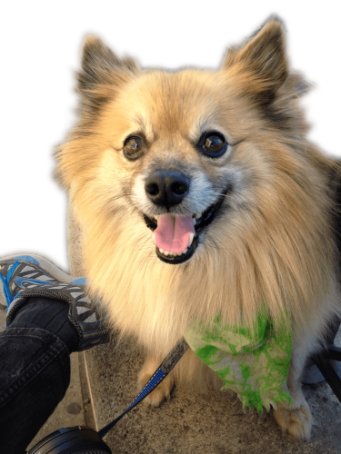 Diego Smiling Transparent